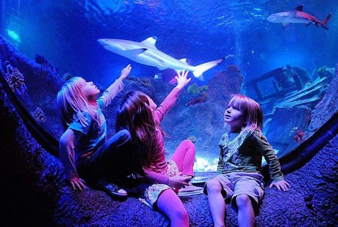 kids watching sharks