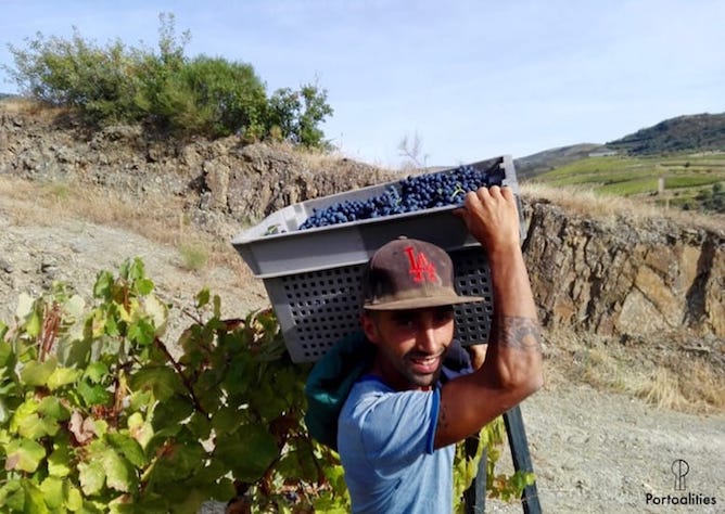 man carrying basket full grapes harvest douro valley