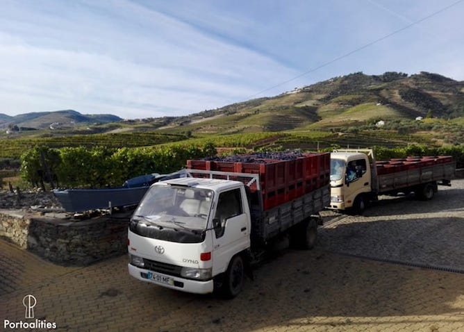 truck grapes harvest douro valley