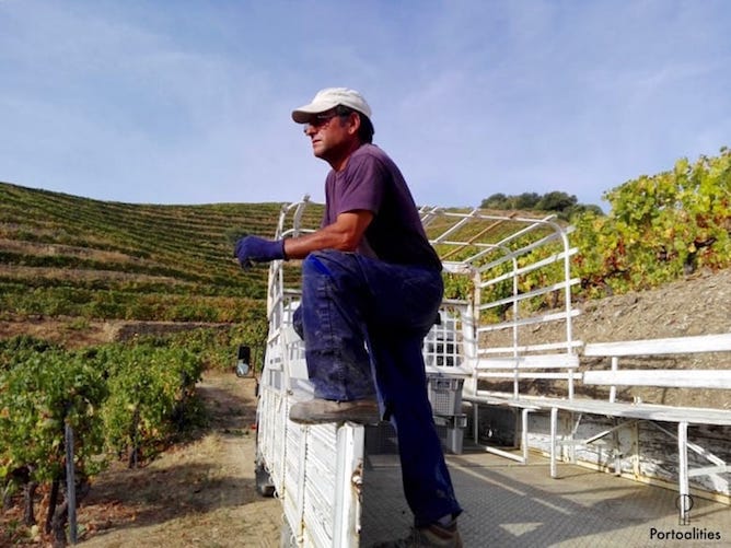 truck grapes worker douro valley