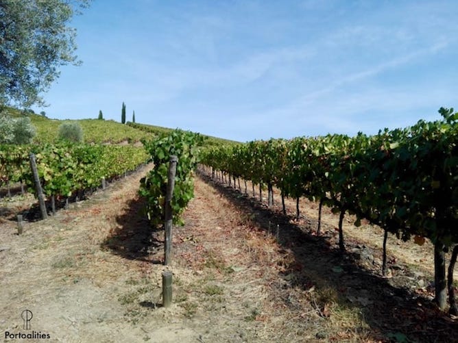 vines douro valley portugal