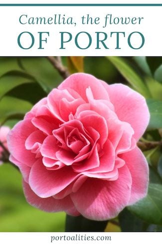 history camellias porto