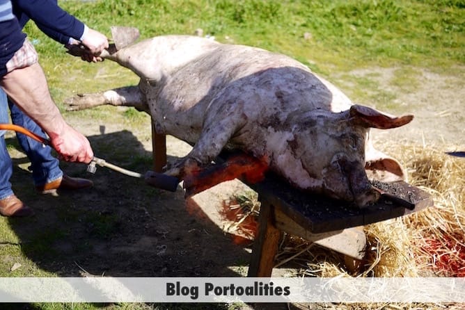killing pig podence carnival portugal
