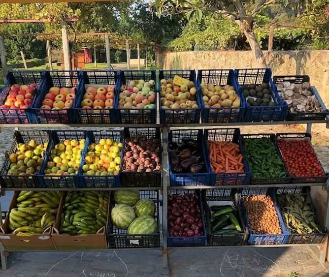 organic farmers market porto parque cidade