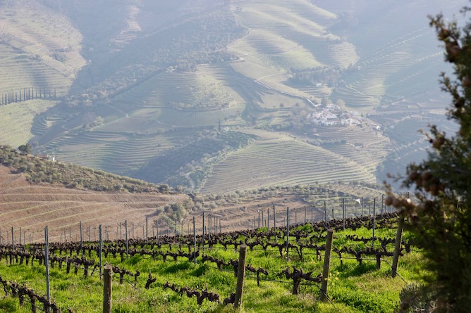 landscape winter vineyards douro valley