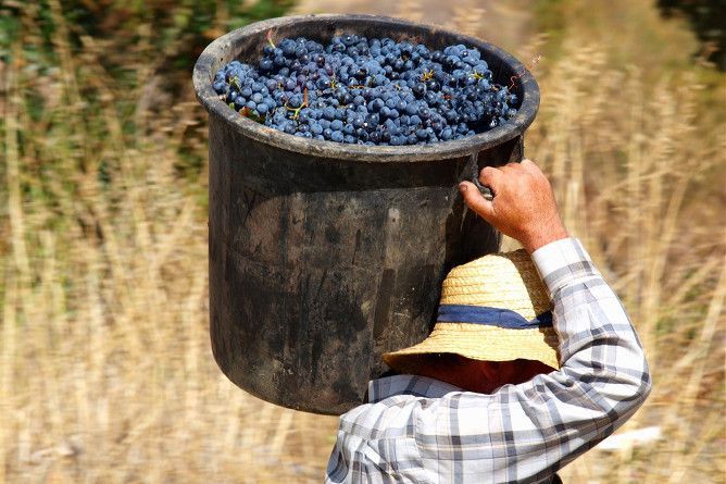 douro grape harvest wine