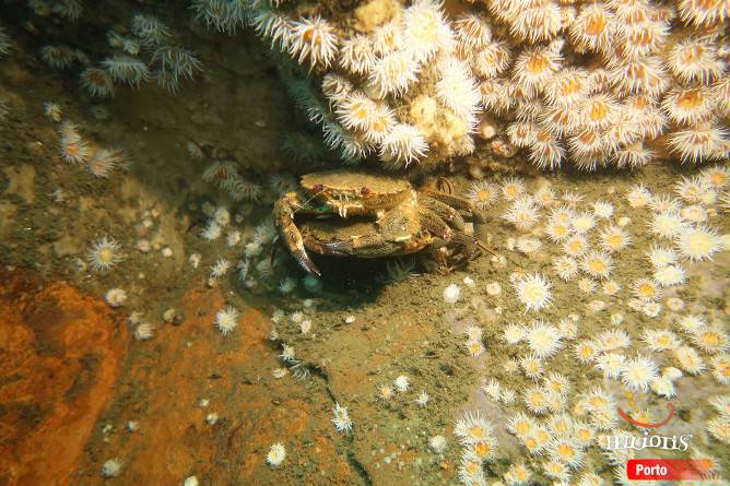 best diving locations porto-portugal