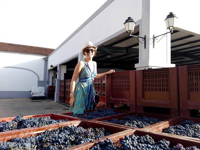 harvest season douro valley