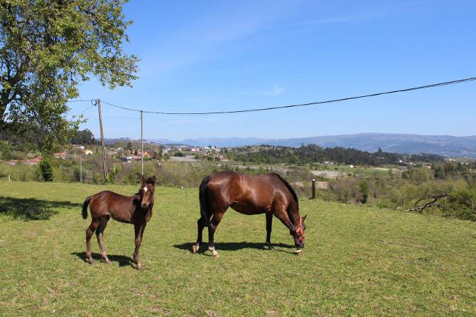 places ride horses porto