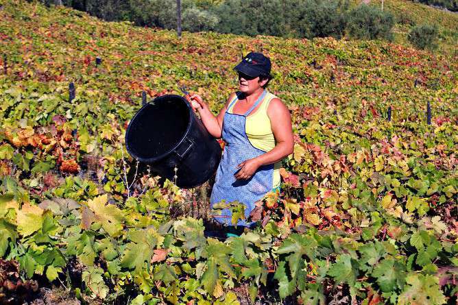 harvesting wine douro