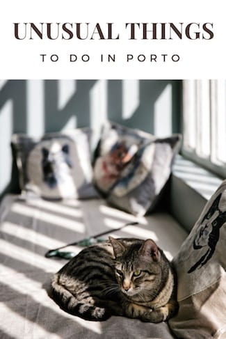 unusual things to do in porto visit cat cafe