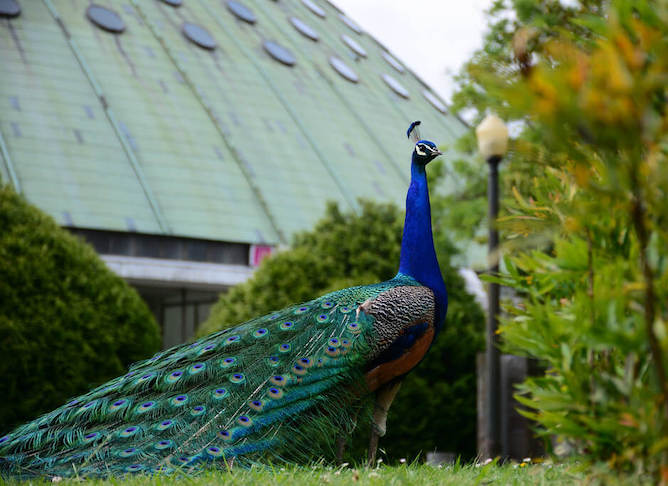 peacock crystal palace gardens porto
