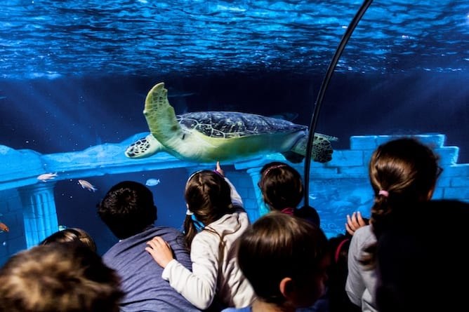 sea life porto children watching sea turtle