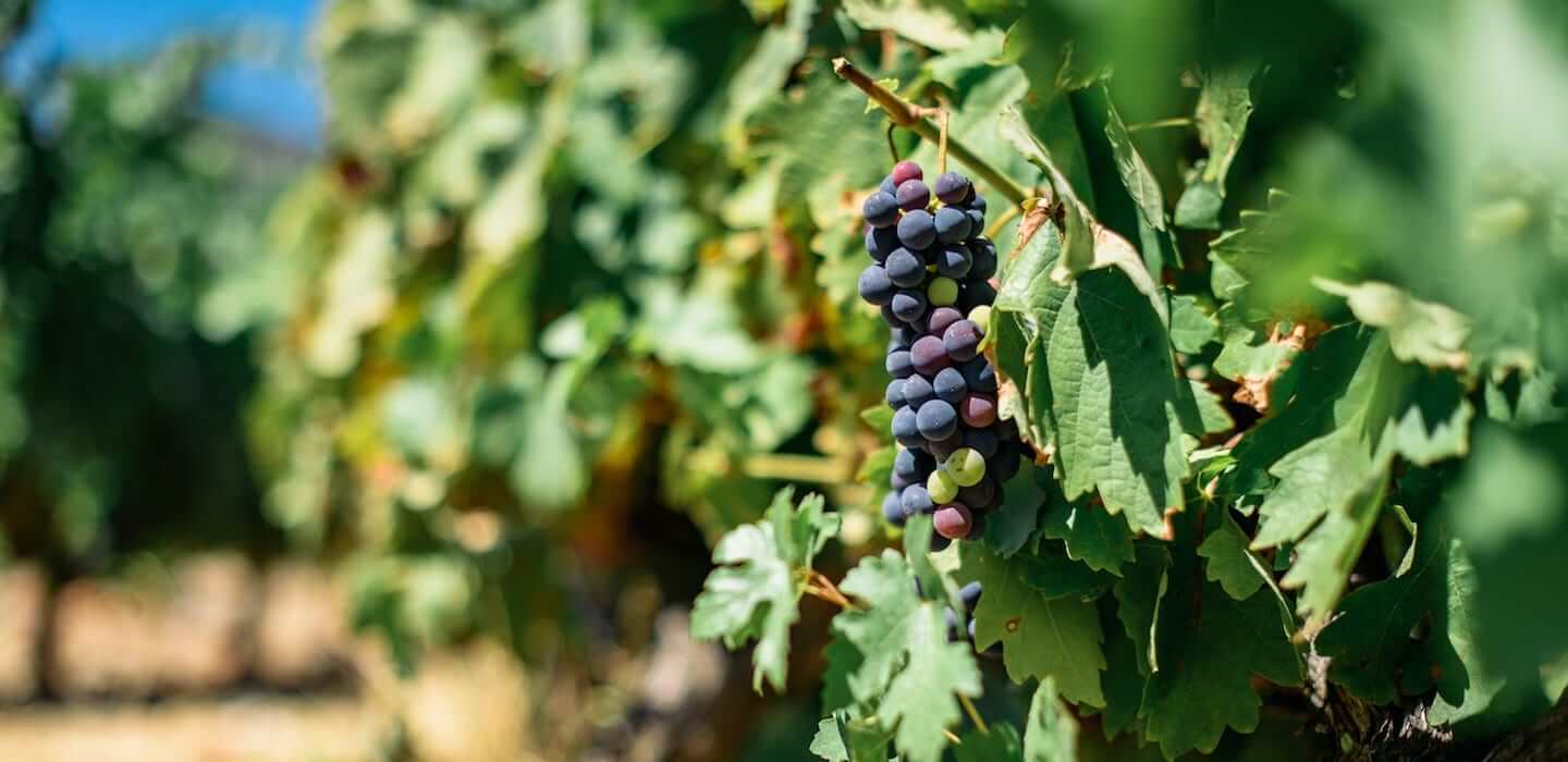 Harvest season in Douro Valley | Blog Portoalities - Portoalities ...