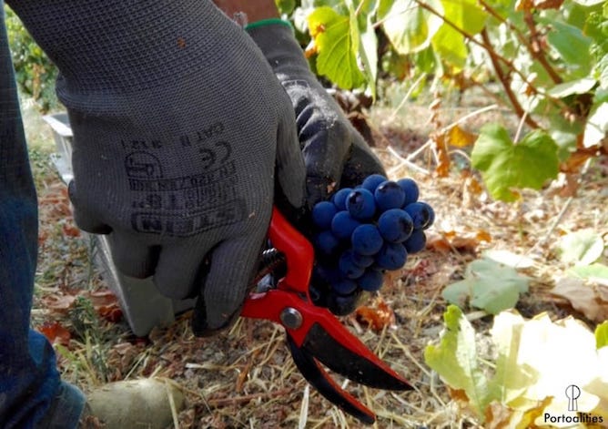 homem cortar cacho uvas