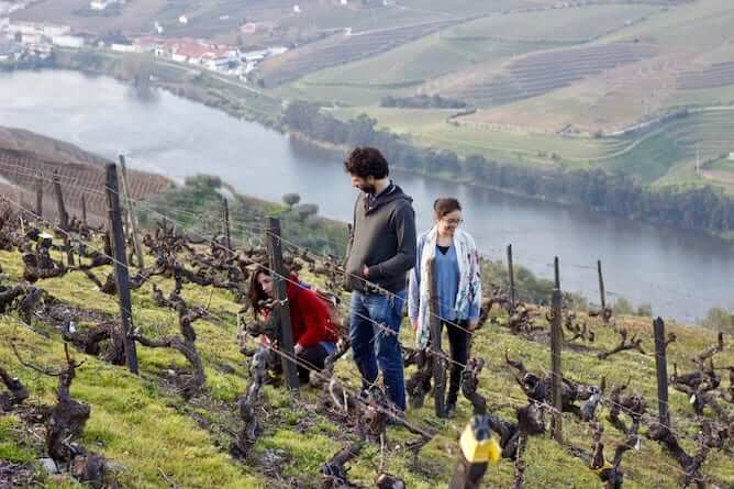 douro valley during winter