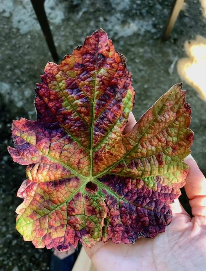 leaf autumn colors douro valley