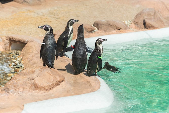 penguins sea life porto