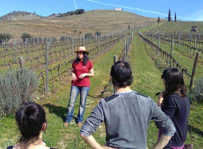 tour guide explaining vineyards